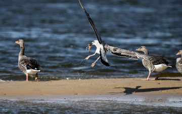 Möwe frisst einen Fisch schneller als die Gänse - Szene auf der Sandbank